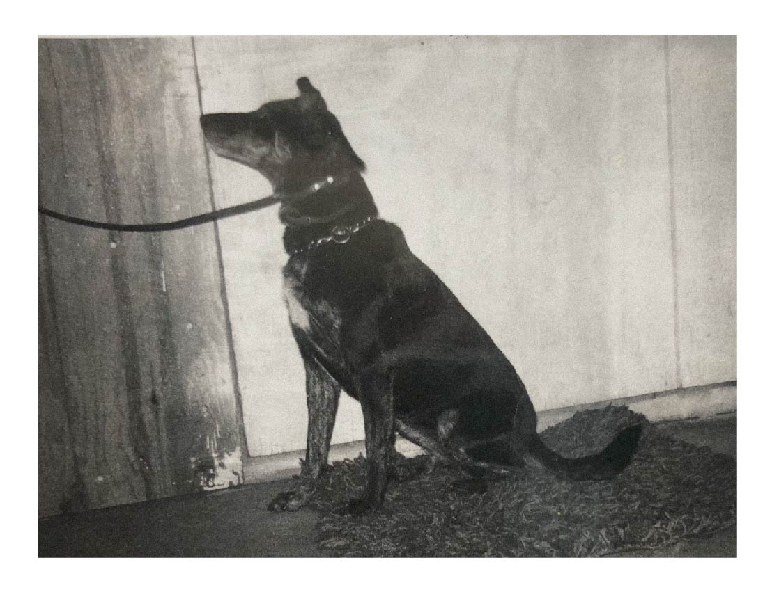 The Story Behind Fido's