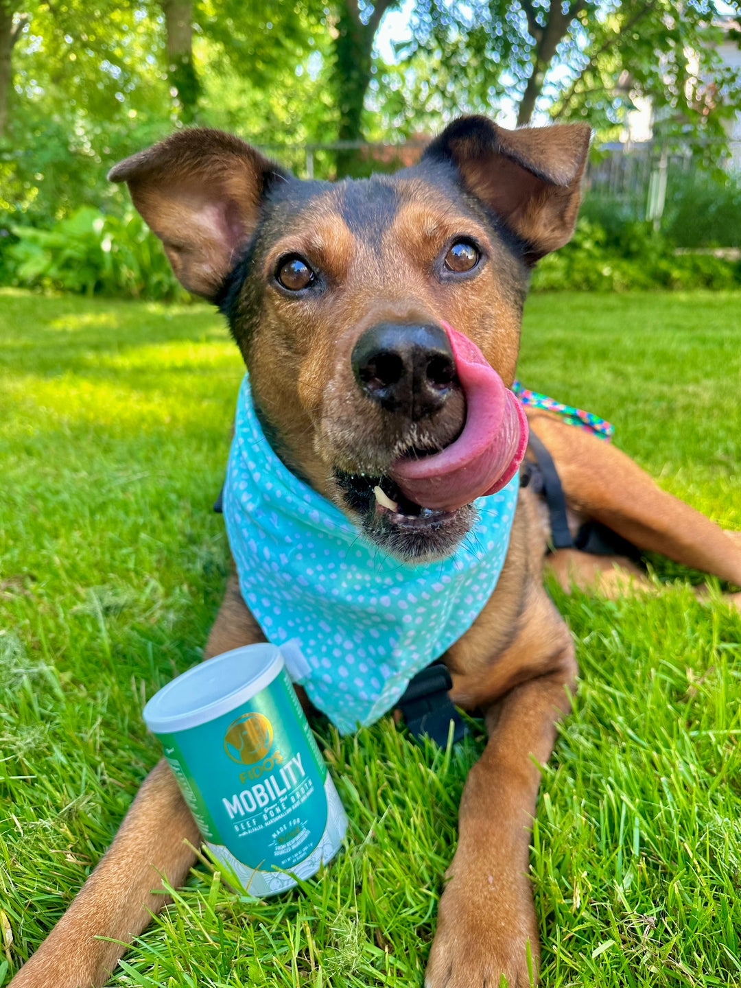 Aging with Grace: Essential Care Tips for Older Dogs