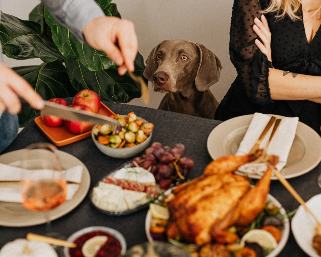 Thanksgiving Safety for Dogs: What’s Safe to Share and What to Skip