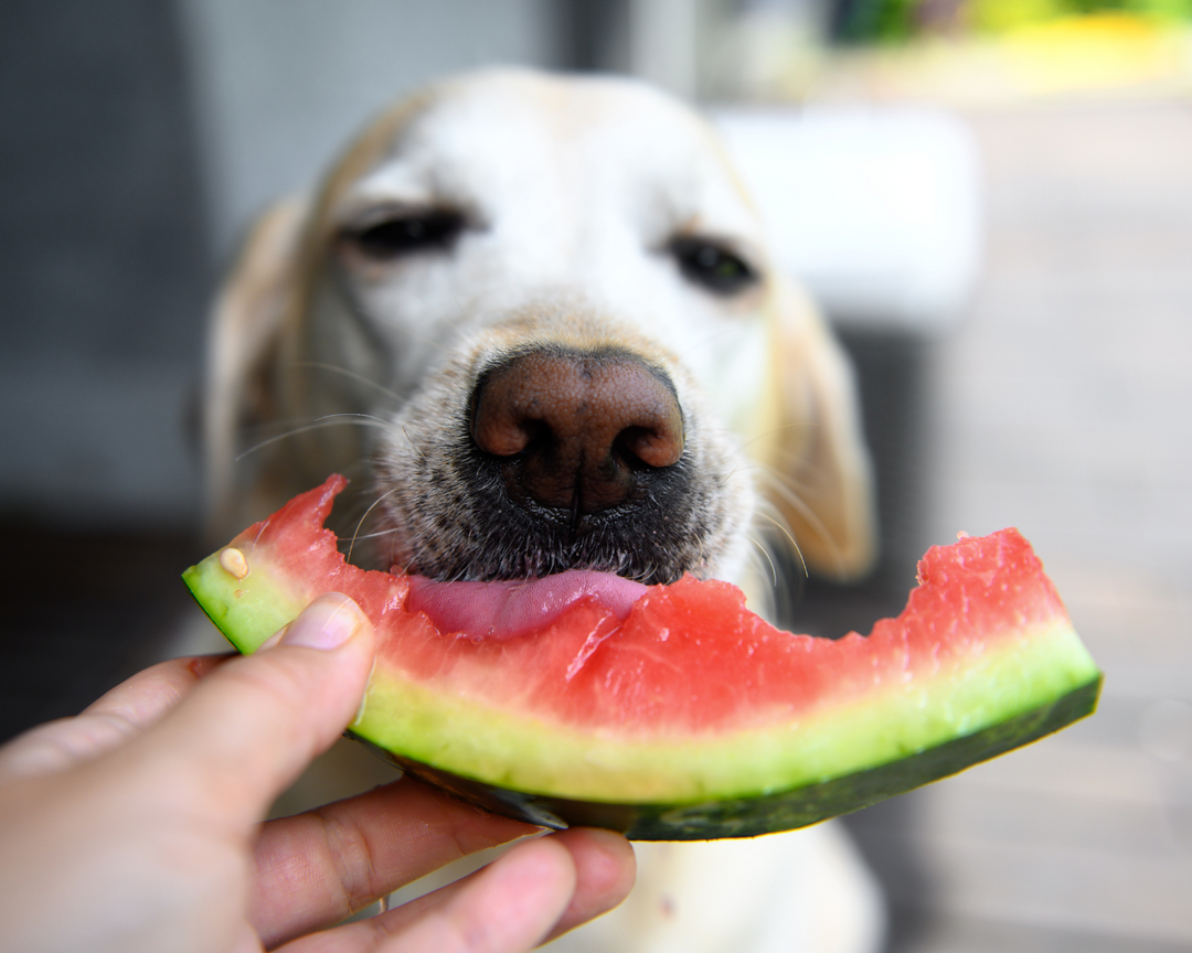Bone Broth Watermelon Cocktail Recipe