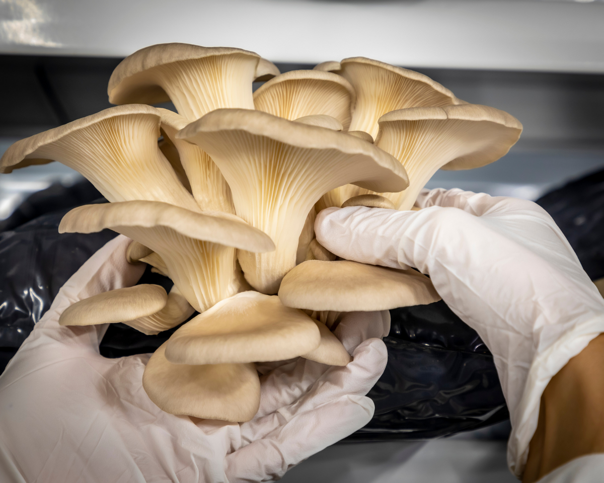 Fido's High-Quality Mushroom Sourcing for Longevity Bone Broth