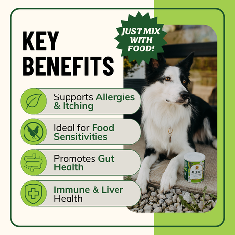 Allergy Support for Dogs
